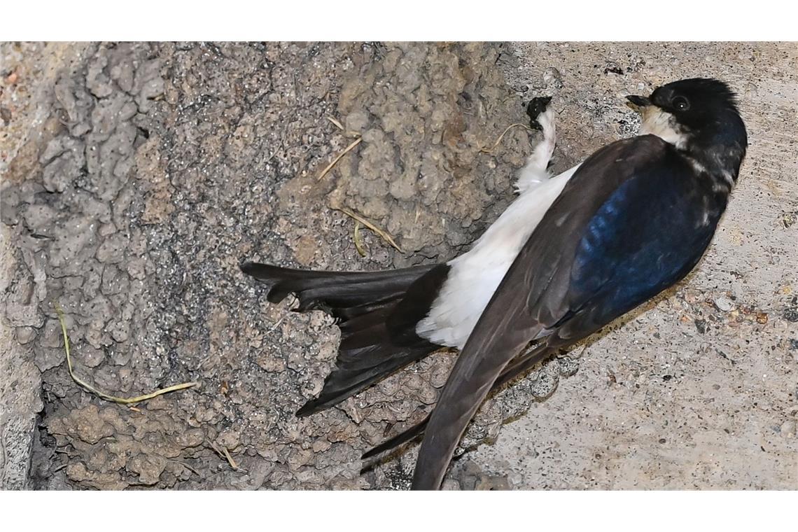 19-Jährige will Vogel helfen – und hängt kurz darauf mit Auto über Abhang Bei dem Versuch, einen Vogel zu retten, brachte sich die 19-Jährige selbst in Gefahr. (Symbolbild)