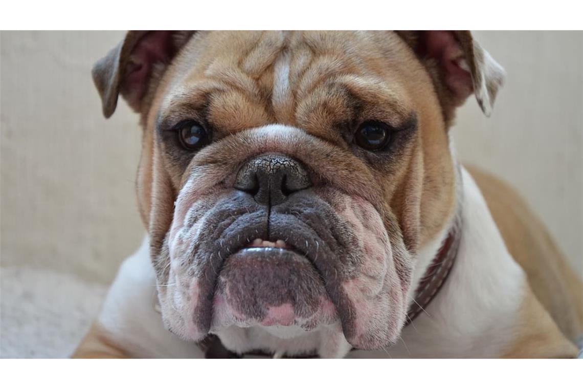 Bei dem Versuch, ihren kleinen Hund zu schützen, wird die 71-Jährige verletzt. (Symbolbild)