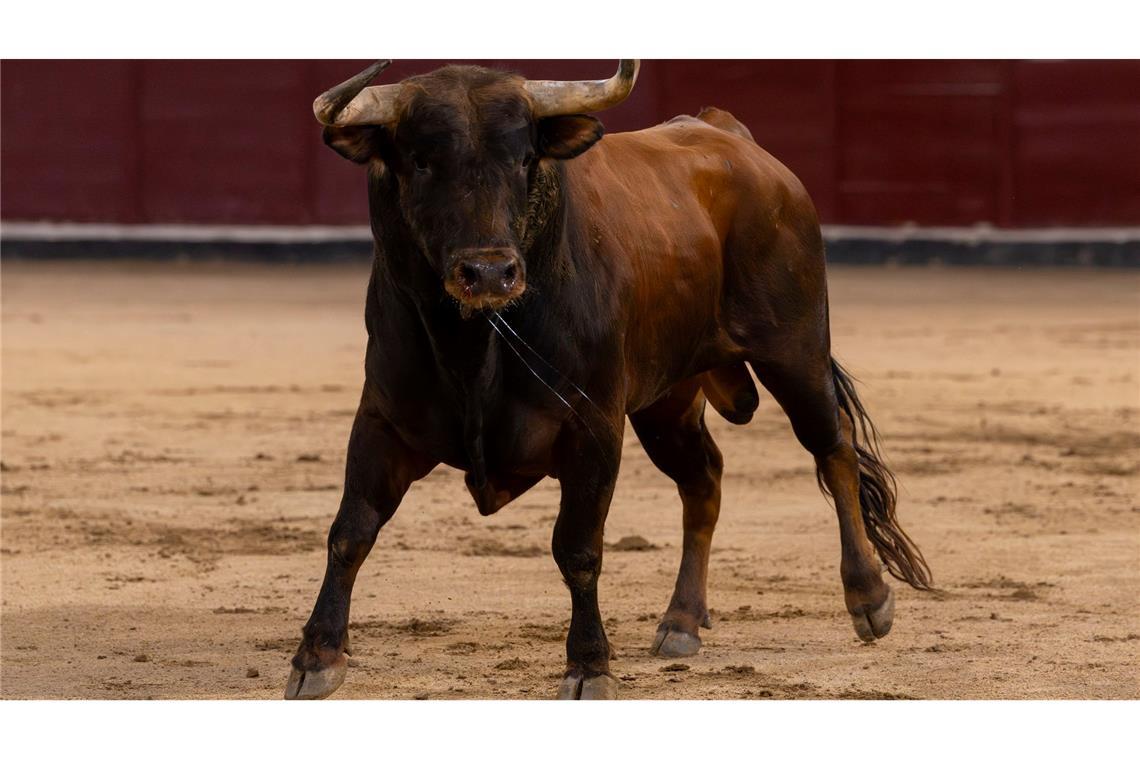 Bei den "Corridas" kommt es immer wieder zu Zwischenfällen. (Archivbild)