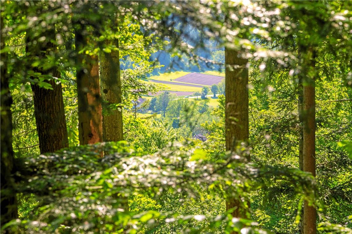 Fornsbach und seine Wanderwelt Bei den Touren gilt es teils gewisse Höhenunterschiede zu bewältigen, belohnt wird man mit attraktiven Ausblicken. Foto: Stadt Murrhardt