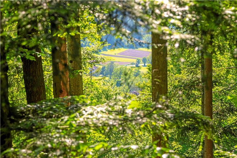 Bei den Touren gilt es teils gewisse Höhenunterschiede zu bewältigen, belohnt wird man mit attraktiven Ausblicken. Foto: Stadt Murrhardt