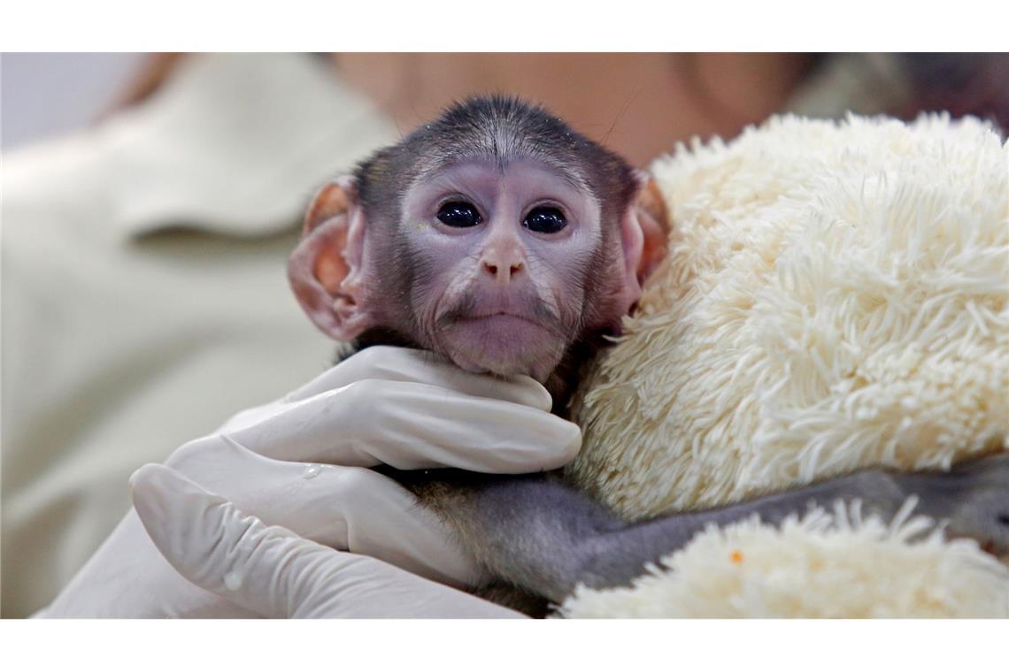 Bei der Geburt vor knapp zwei Monaten wog das Äffchen bloß 443 Gramm.