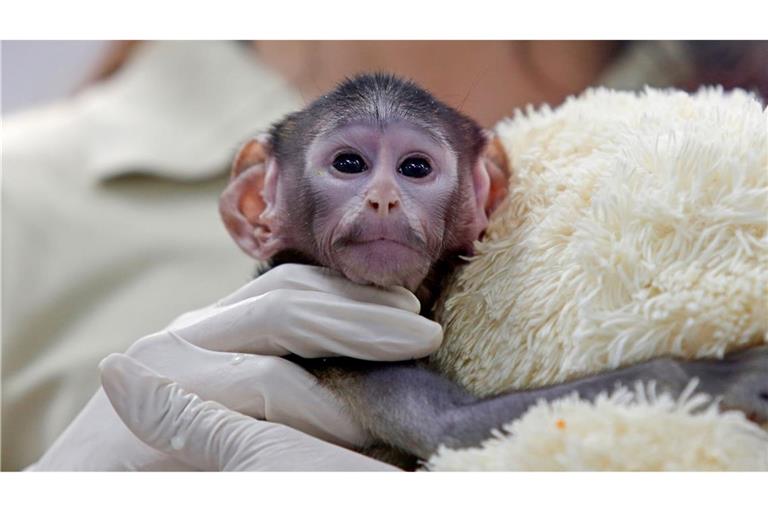 Bei der Geburt vor knapp zwei Monaten wog das Äffchen bloß 443 Gramm.