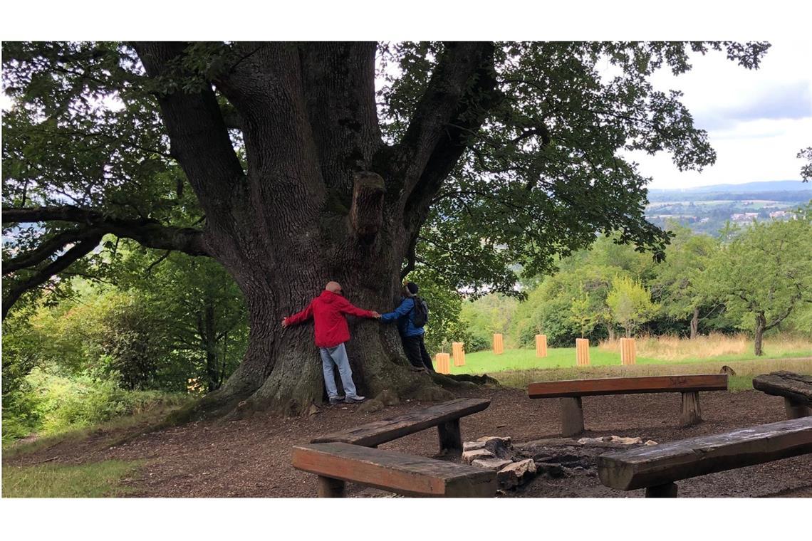 Bei der Rundwanderung sieht man die alten, monumentalen Eichen.