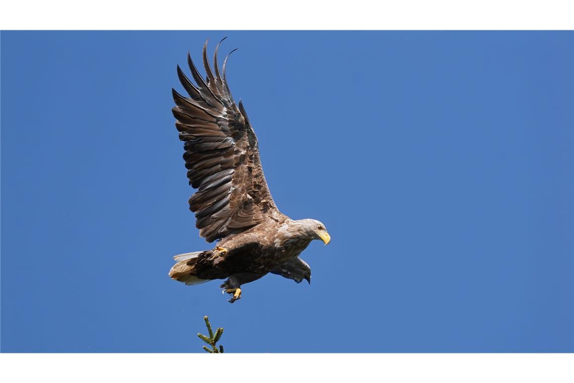 Bei einer Flugshow der Greifenwarte der Burg Guttenberg ist der junge Seeadler Romeo davongeflogen - seitdem fehlt von dem Vogel jede Spur. Auf dem Bild ist nicht der entflogen Adler zu sehen (Symbolfoto).