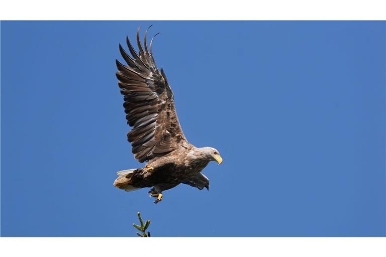 Bei einer Flugshow der Greifenwarte der Burg Guttenberg ist der junge Seeadler Romeo davongeflogen - seitdem fehlt von dem Vogel jede Spur. Auf dem Bild ist nicht der entflogen Adler zu sehen (Symbolfoto).