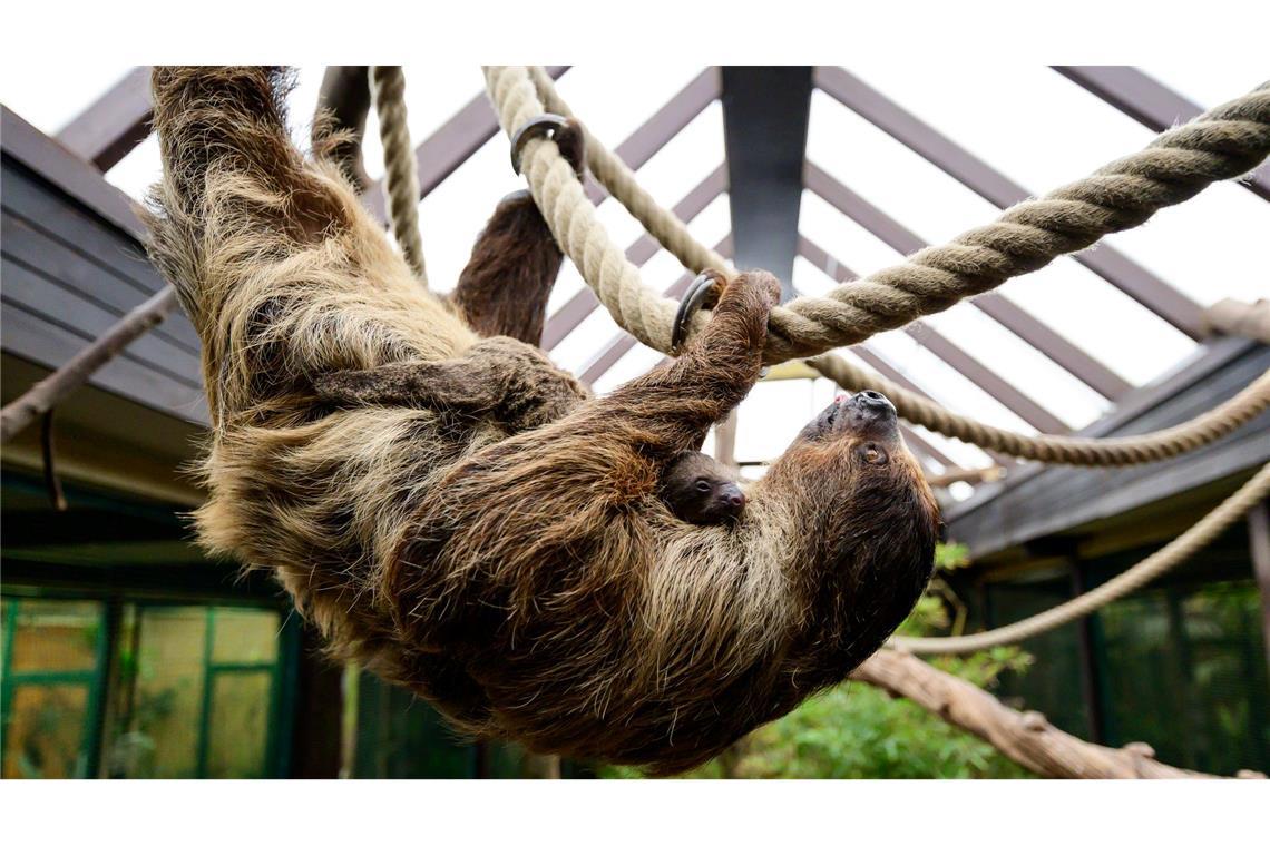 Bei einer Tragzeit von rund zehn bis elf Monaten hatte niemand damit gerechnet, dass es so schnell wieder Nachwuchs geben könnte.