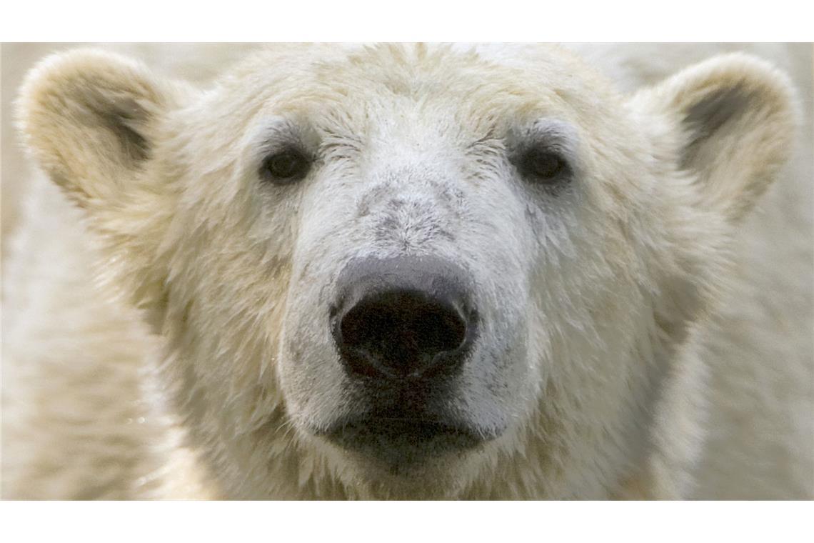 Bei Eisbär Knut spielten die Besucher und Medien des Berliner Zoos lange verrückt. (Archivbild)