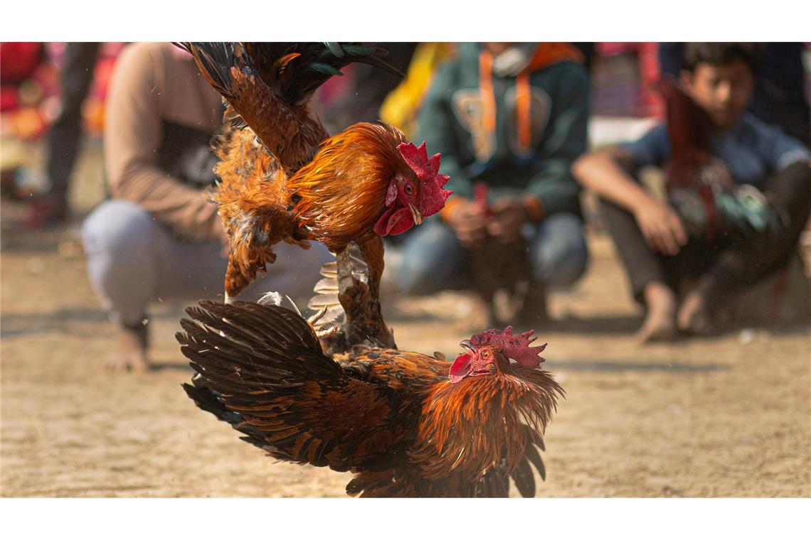 Es war einmal das Huhn - Wissenswertes um Ei und Gackertier Bei Hahnenkämpfen verletzten sich die Tiere oft schwer bis tödlich. (Archivbild)