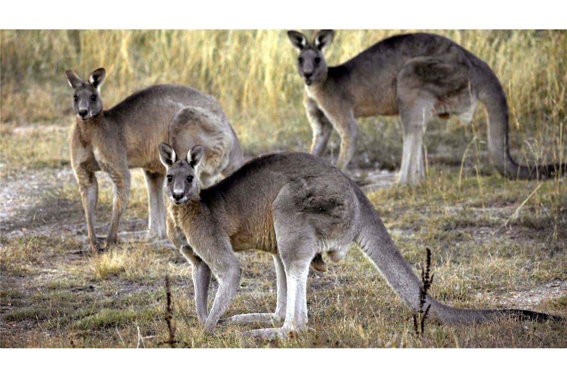 Mann in Australien soll fast 100 Kängurus erschossen haben Bei Hausdurchsuchungen stellte die Polizei Waffen sicher. (Archivbild)