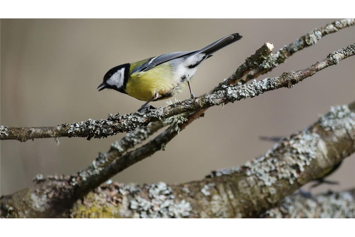 Meisen lernen nach Umzug von ihren neuen Nachbarn Bei Kohlmeisen kommt es immer wieder zu kleineren Wanderungen. Dann müssen sich die Vögel in neuen Umgebungen zurechtfinden. (Archivbild)