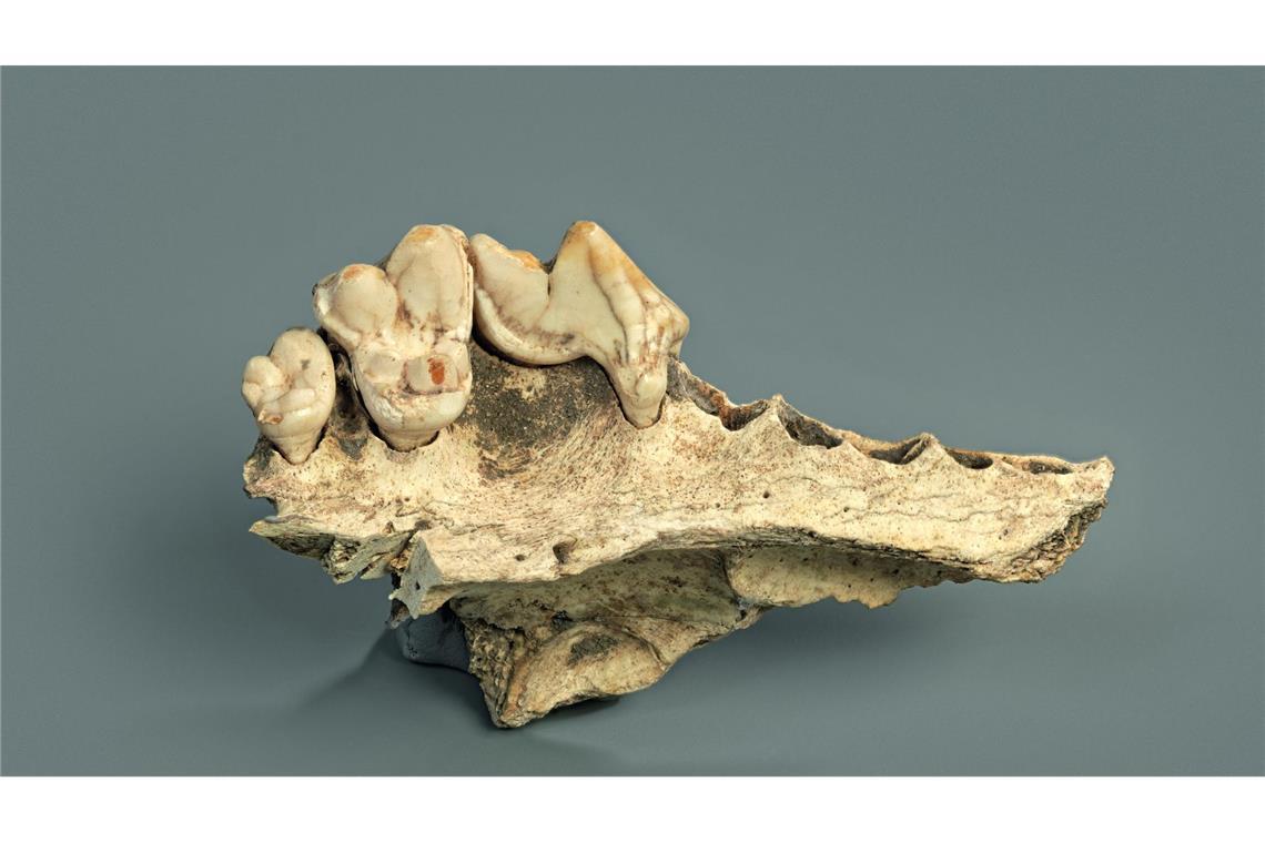 Bei manchen Überresten war bisher nicht eindeutig, ob sie von Hunden stammen.