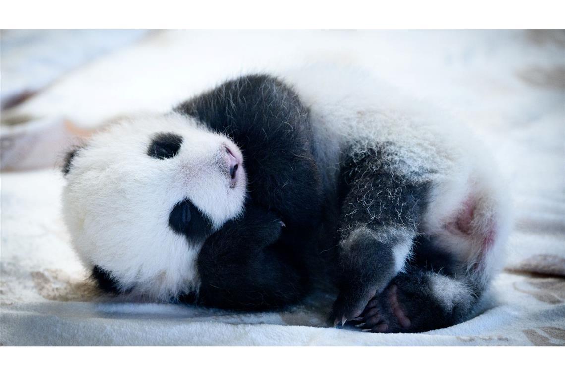 Warum wir Tierbabys so süß finden Bei Menschen lösen die Schlüsselreize das Bedürfnis aus, sich zu kümmern (Archivbild).