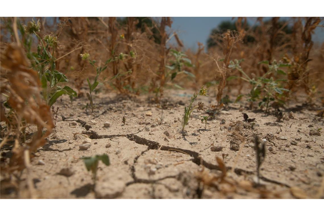 Bilder des Tages Bei Temperaturen bis 36 Grad im Schatten sind Felder in der Nähe des Dorfes Ariany auf Mallorca verdorrt und die trockene Erde reißt auf.