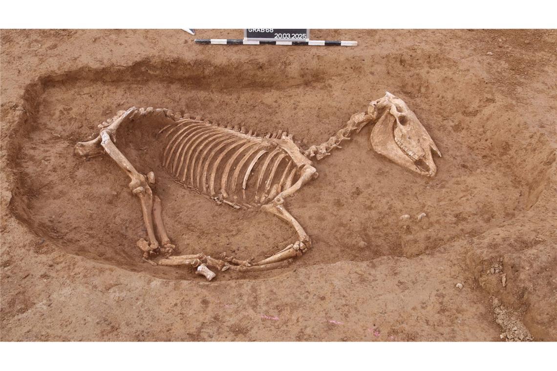 Römischer Pferdefriedhof in Stuttgart entdeckt Bei Untersuchungen in Stuttgart wird ein römischer Pferdefriedhof entdeckt.