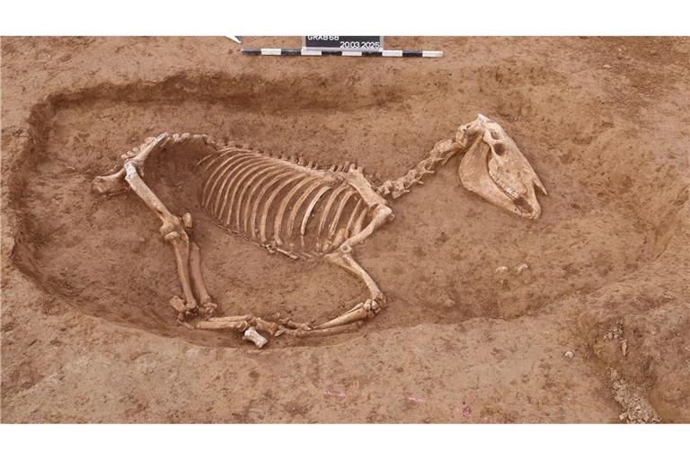 Bei Untersuchungen in Stuttgart wird ein römischer Pferdefriedhof entdeckt.