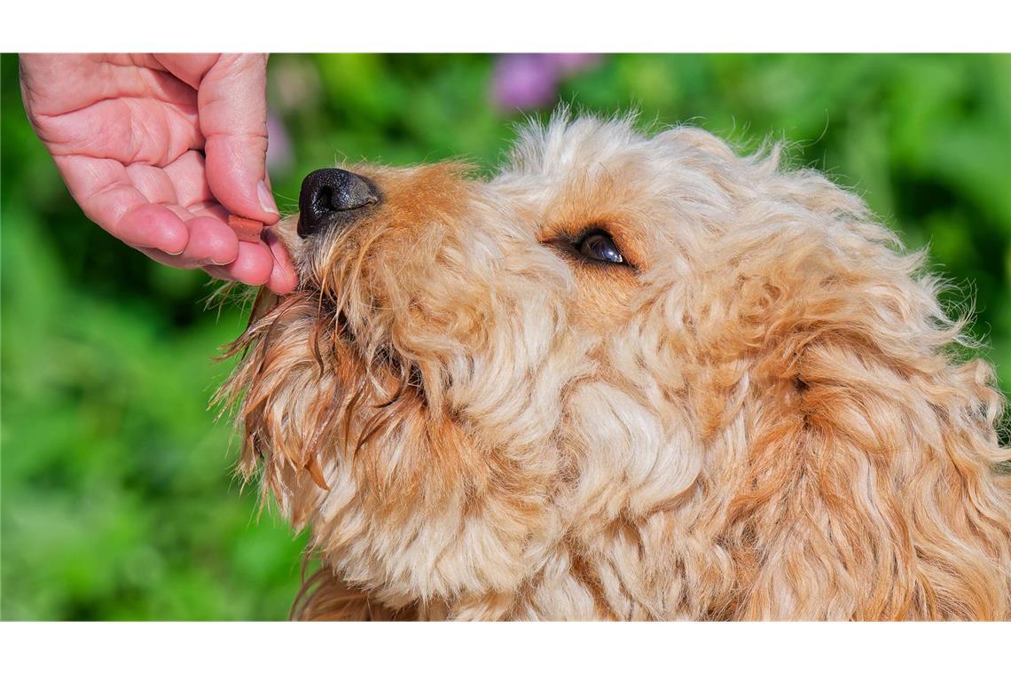Bei zwei Produkten für Hunde sind bei einer Kontrolle Salmonellen nachgewiesen worden (Symbolfoto).