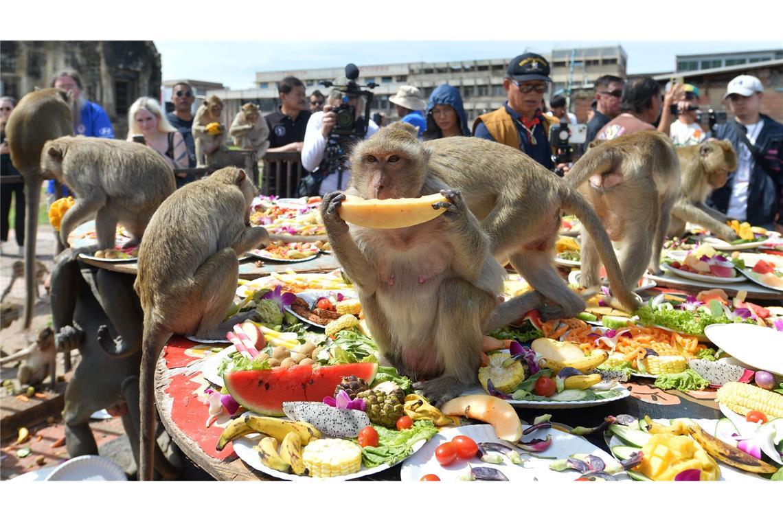 Ein Bankett als Dankeschön: Festmahl für Affen in Thailand Beim Affen-Bankett dürfen sich die Makaken einmal im Jahr die Bäuche vollschlagen.