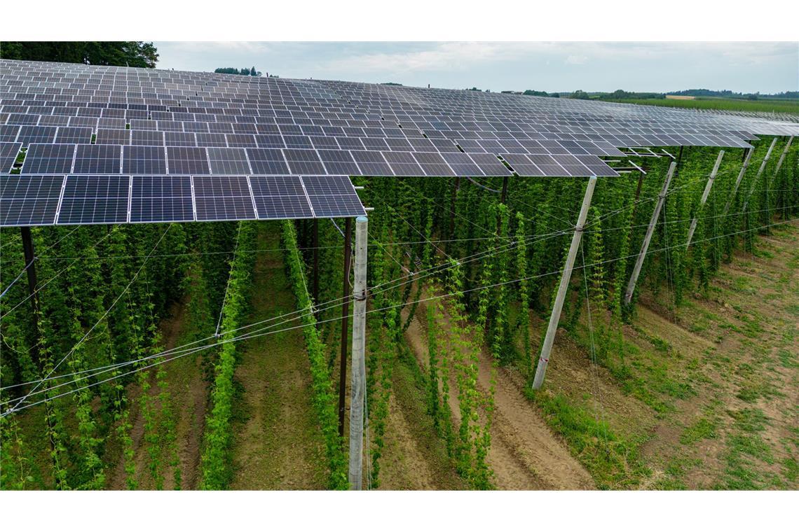 Auf dem richtigen Weg Beim Ausbau erneuerbarer Energien ist auch Kreativität gefragt. Wie hier, wo Hopfen und Solarstrom geerntet wird.