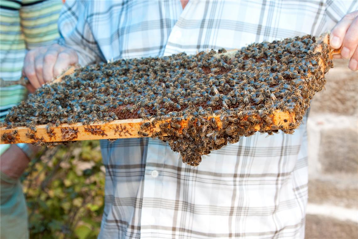 Beim Bienenfest dreht sich am Sonntag alles rund um die kleinen, fleißigen Arbeiterinnen. Archivfoto: Jörg Fiedler