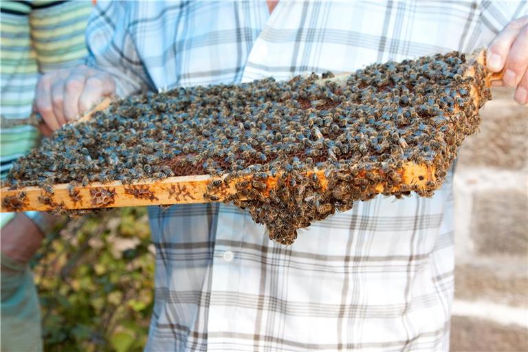 Beim Bienenfest dreht sich am Sonntag alles rund um die kleinen, fleißigen Arbeiterinnen. Archivfoto: Jörg Fiedler