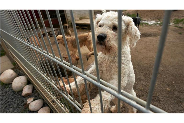 Beim dem Handel von Hunden und Katzen werden in Europa Milliarden Euro umgesetzt. Die EU will nun dafür sorgen, dass Züchter und Halter einige Mindeststandards einhalten.