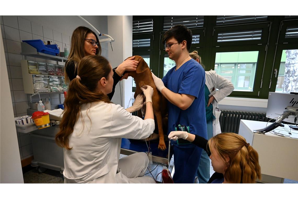 Blutspenden können Leben retten - auch bei Hunden Beim Einstich hat Sami nicht mal gezuckt.
