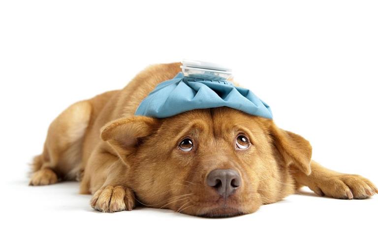 Beim Erkennen von Schmerzen ihrer Tiere stoßen viele Halter an Grenzen.