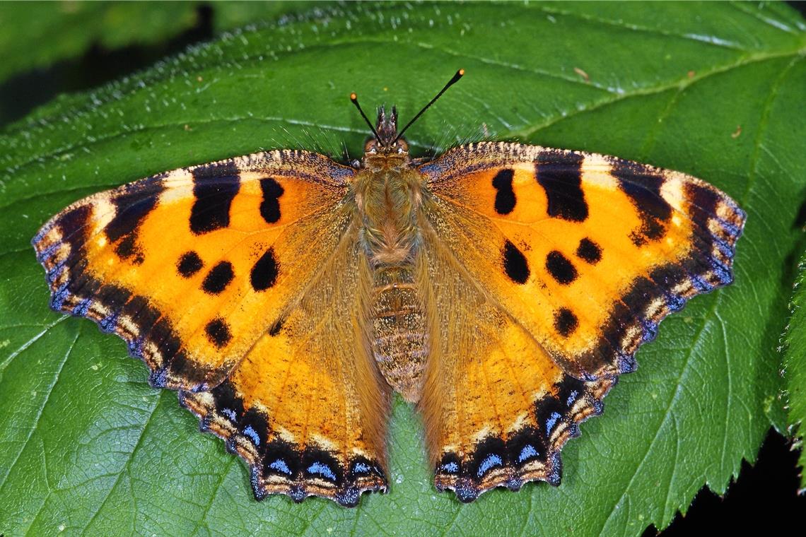 In Murrhardt flattert der Große Fuchs Beim Monitoring in Murrhardt wurde der Große Fuchs gefunden. Foto: Adobe Stock/Tim’s insects