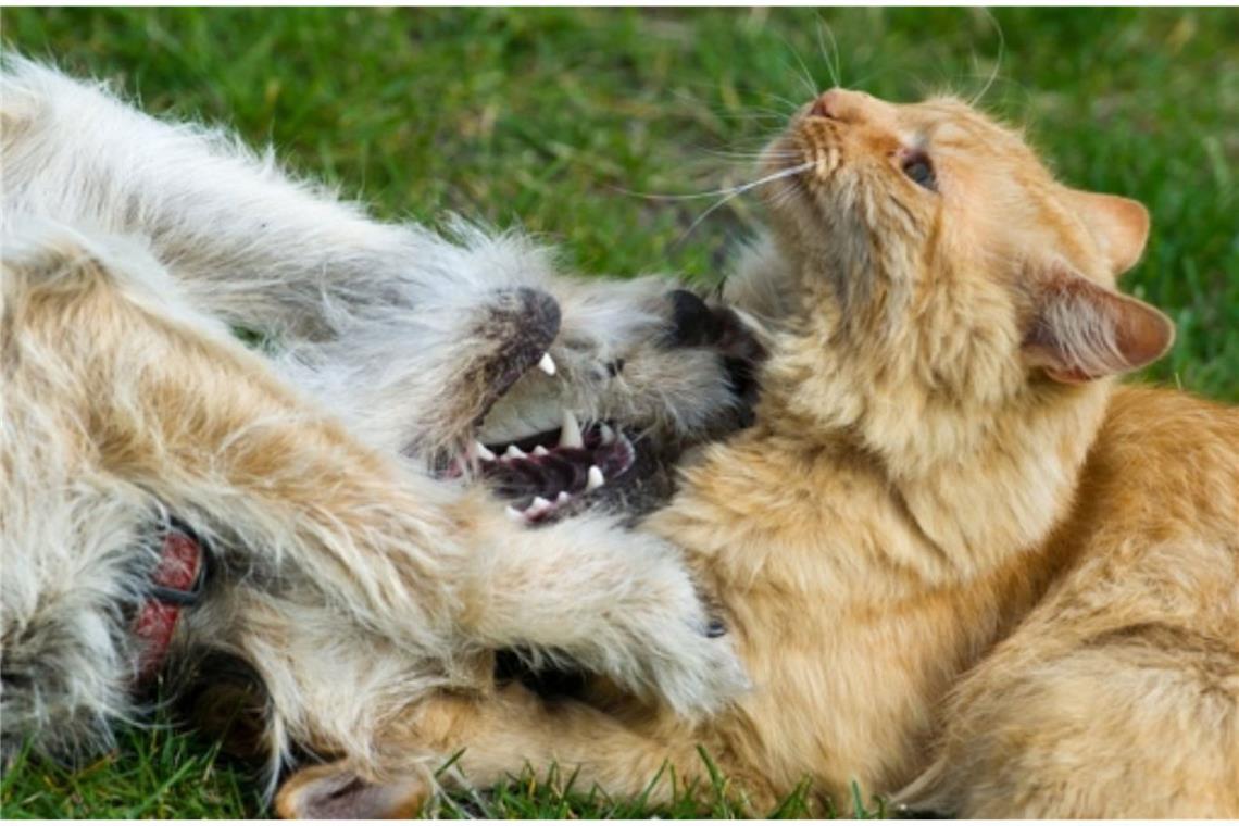 Beim Spielen können die geliebten Tiere mal schnell beißen.