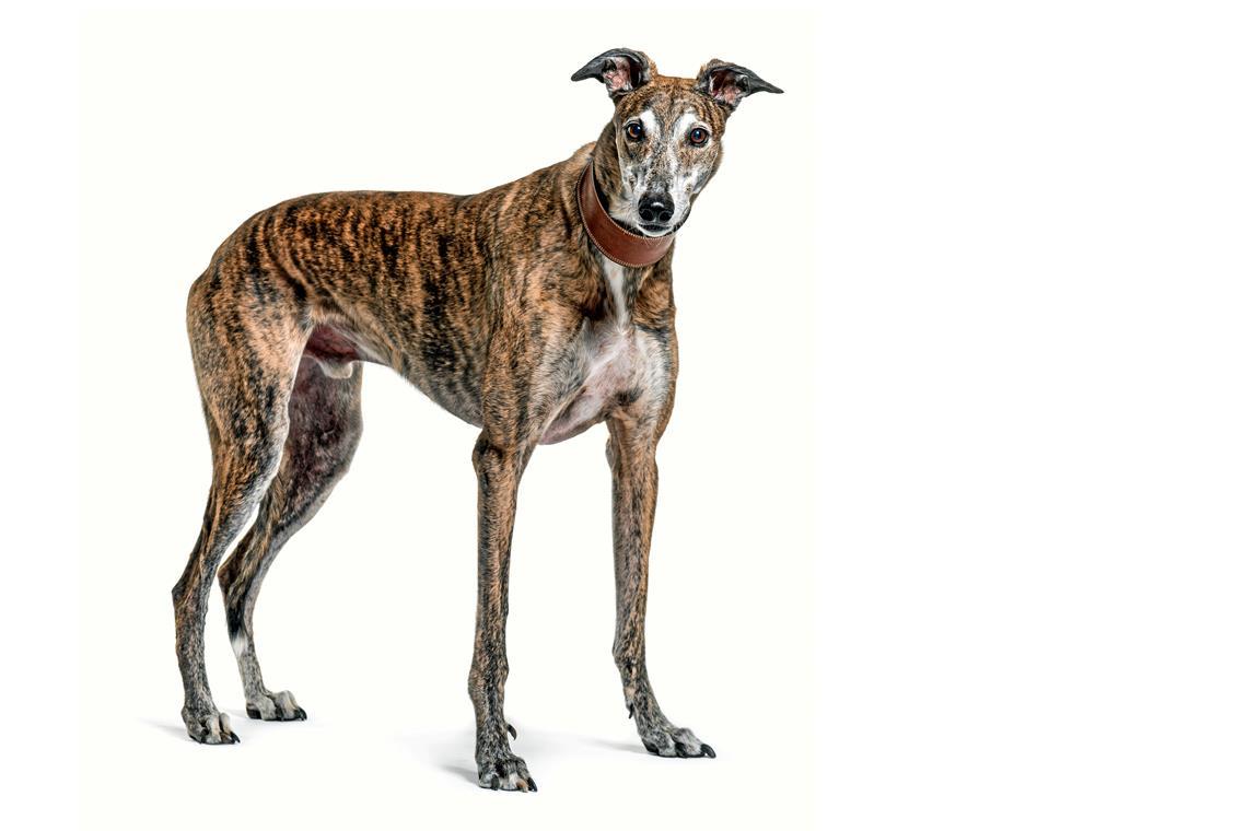 Streit um Hunde spitzt sich weiter zu Beim Streit geht es um die Haltung von Windhunden. Die Nachbarn thematisieren Lärm und Sicherheit, die Betreuerin sieht sich schikaniert und zu Unrecht angegriffen. Foto: Adobe Stock/Eric Isselée
