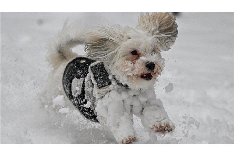 Beim Toben im Schnee behält man seinen Hund am besten im Auge. Zu viel Schnee sollte er nämlich nicht fressen.
