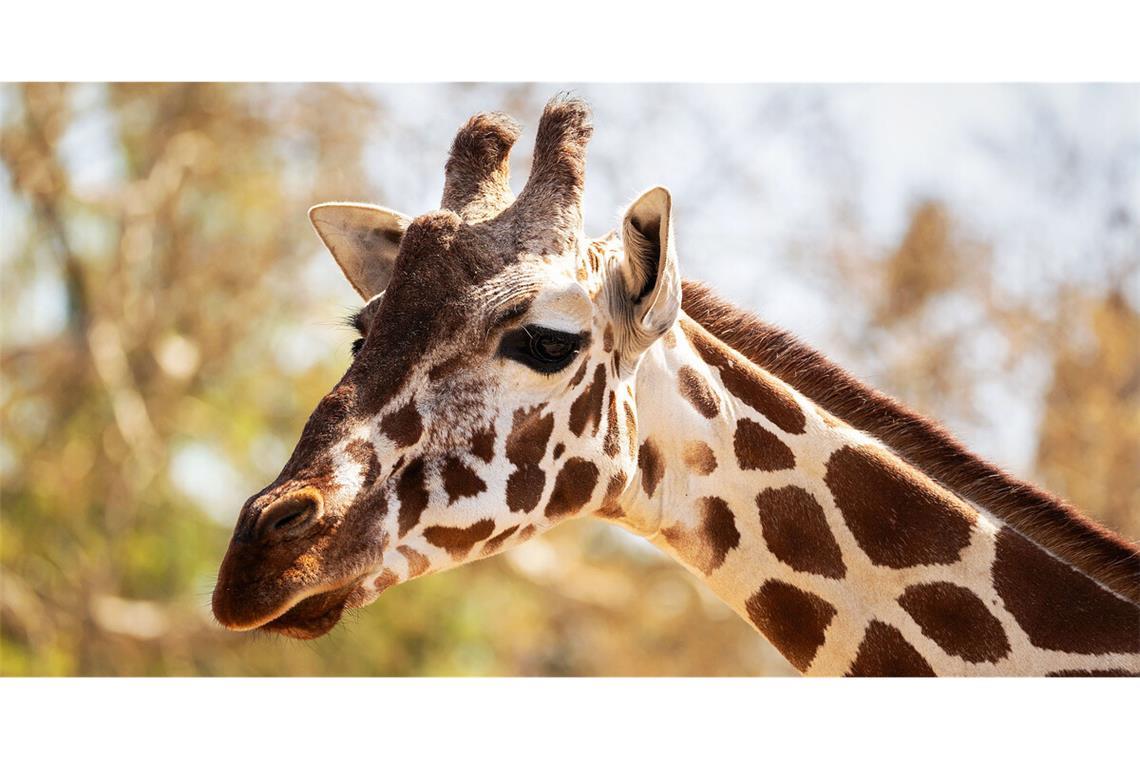 Aktionen in der Wilhelma zum Welt-Giraffentag Beim Welt-Giraffentag stehen die Langhälse in der Wilhelma im Fokus – und es gibt verschiedene Aktionen.