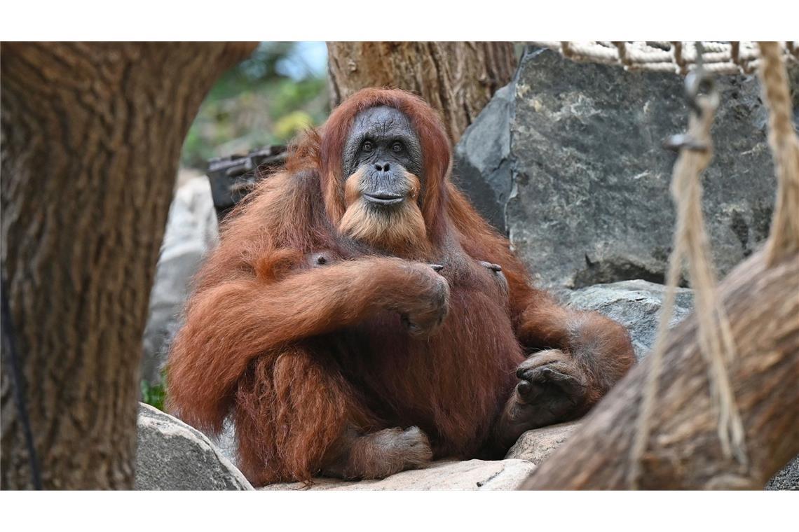 Wohl ältester Orang-Utan der Welt - Ziehsohn hält Bella fit Bella hat nur noch zwei Zähne, einen Dickkopf und liebt Bananen und Karotten.