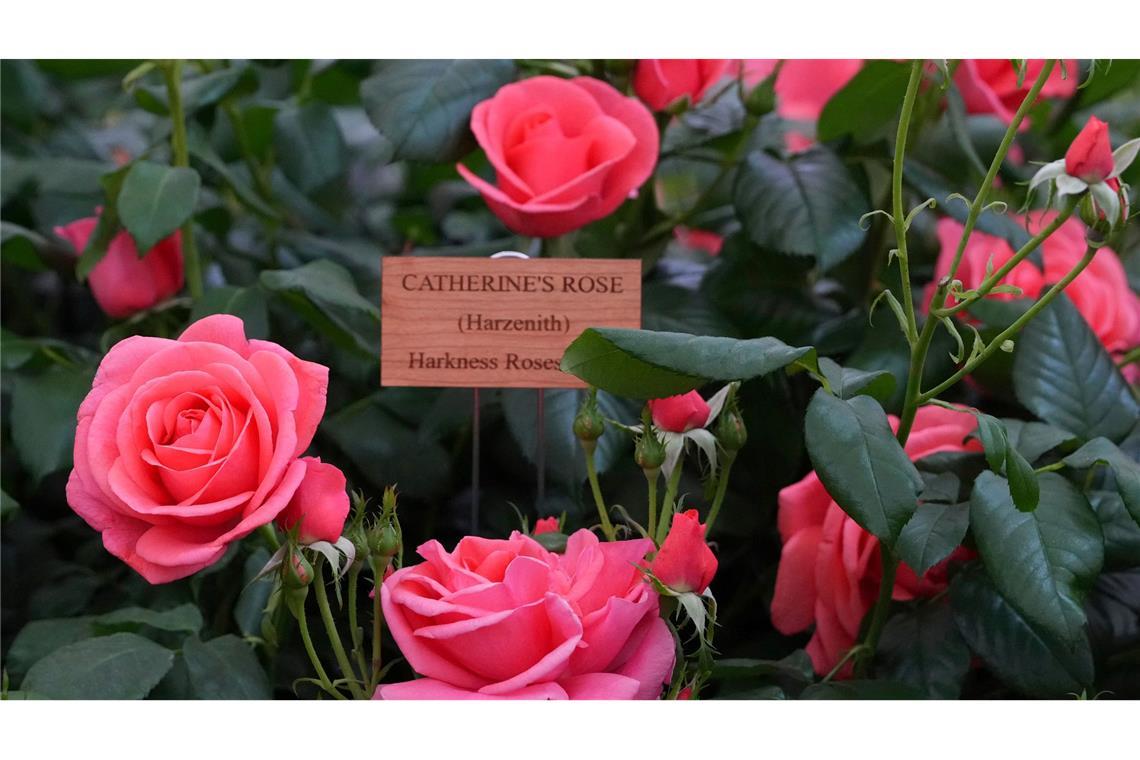 Chelsea Flower Show: Im Namen der Rose Benannt nach Prinzessin Kate: "Catherine's Rose".
