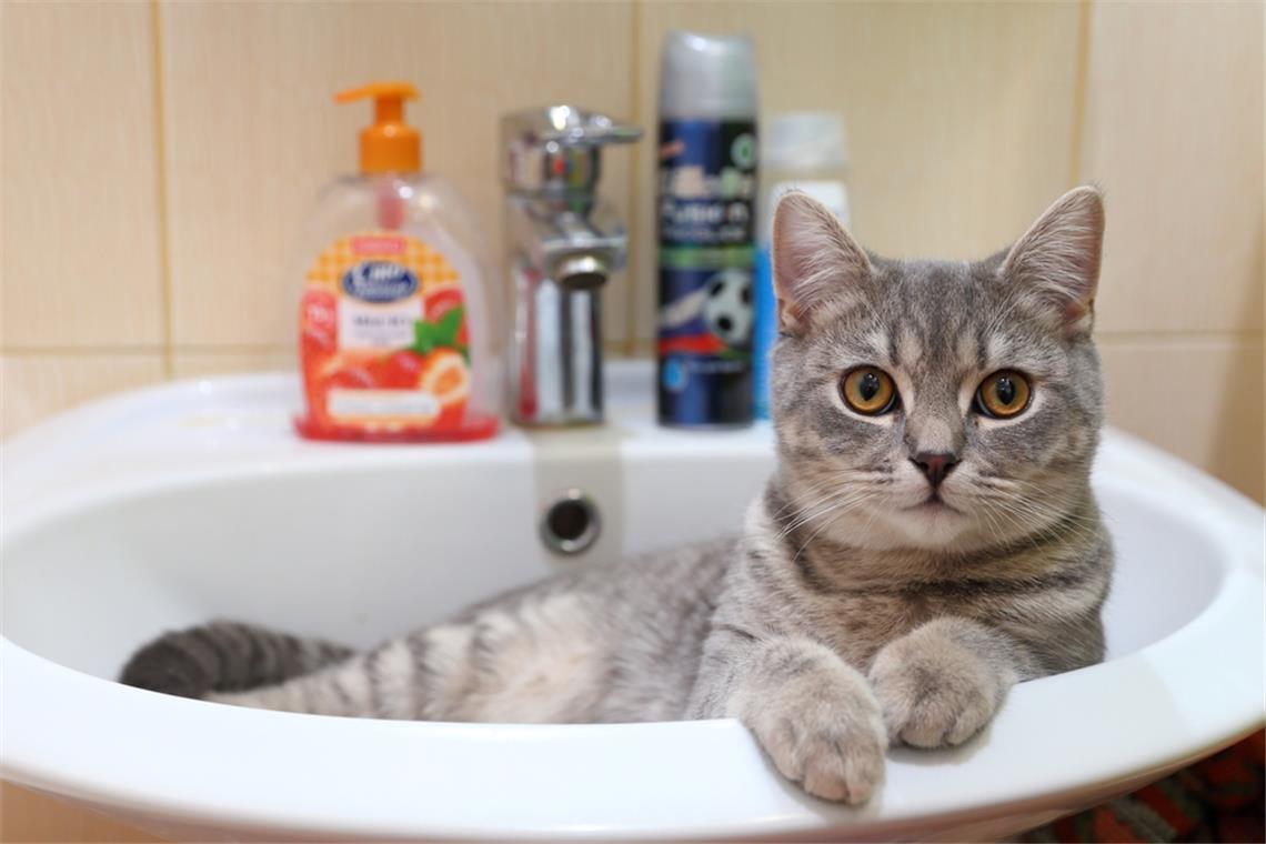Beobachtung aus dem Waschbecken heraus: Warum folgen Katzen uns so oft zur Toilette?