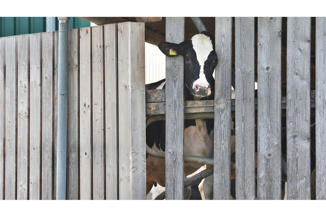 Ministerium: Tierquälerei-Verdacht zeigt Grenzen des Systems Bereits im Jahr 2019 war gegen den Betrieb im Allgäu ermittelt worden.