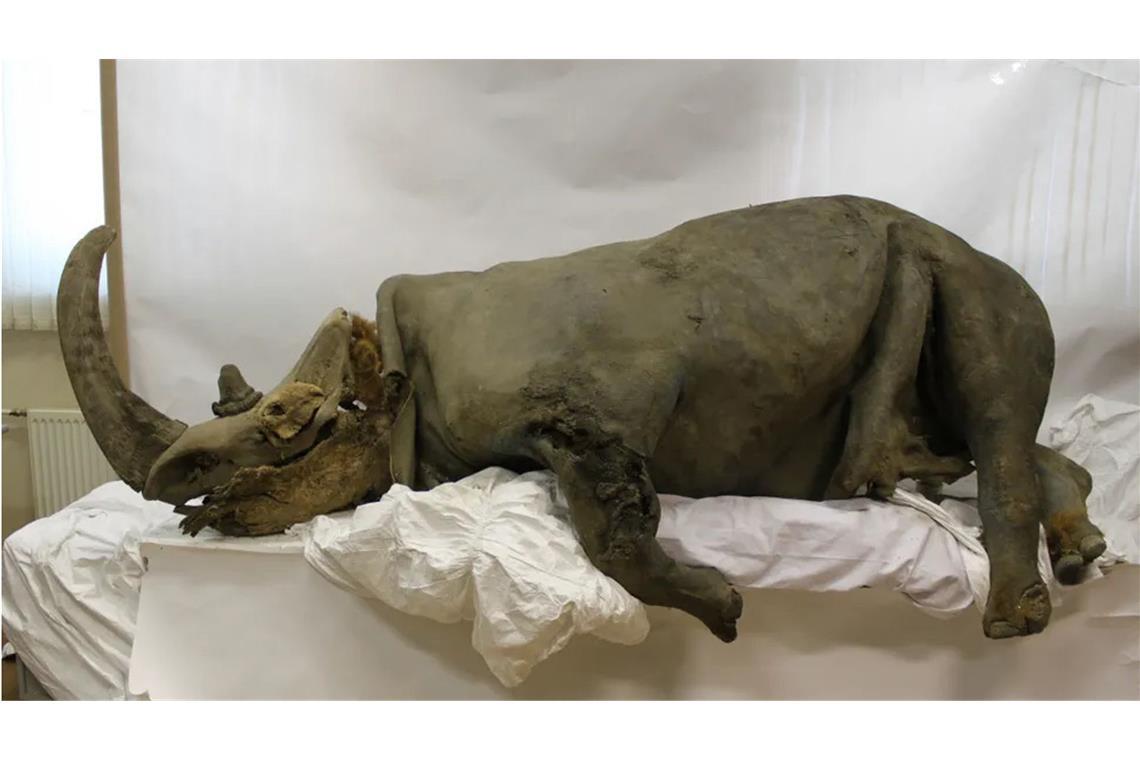 Bereits vorhandenes rekonstruiertes Wollnashorn aus dem Permafrost: Forscher wollen die Ursache für sein Aussterben gefunden haben.