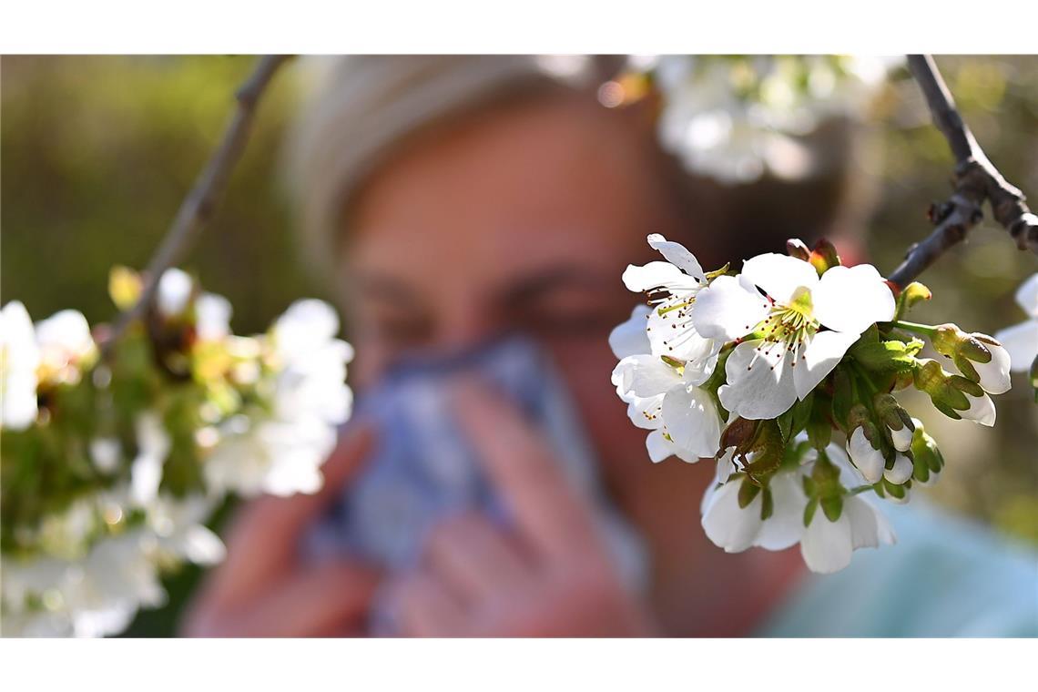 Besonders bei Birkenpollen erwartet der DWD eine hohe Belastung (Symbolbild).