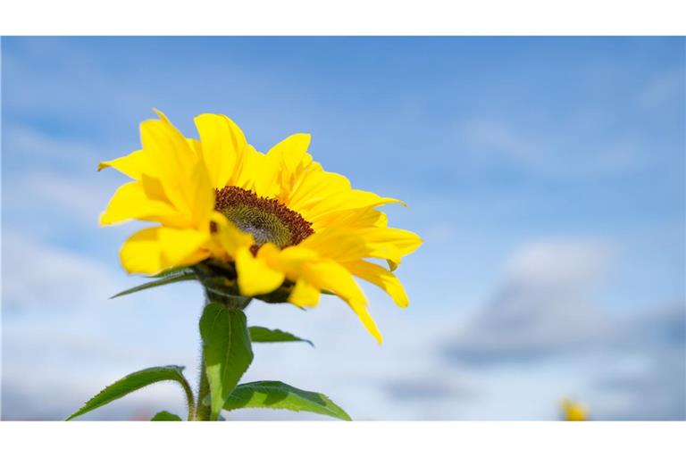 Besonders der Süden profitiert von der Wetterlage.