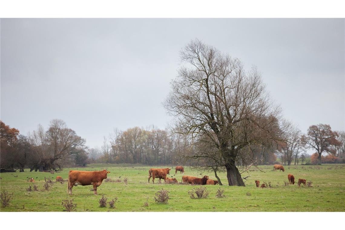 Maul- und Klauenseuche in Brandenburg ausgebrochen Besonders für Tierarten wie Rinder ist die Krankheit hoch ansteckend. (Symbolbild)