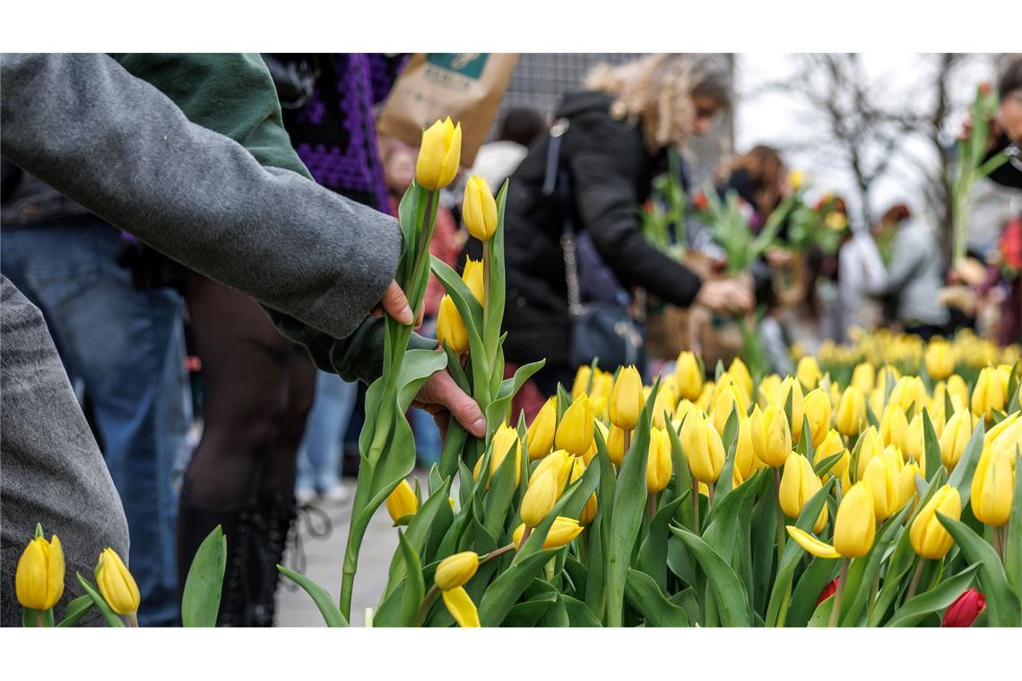 Besucher des "Tulip Day Berlin" am Breitscheidplatz wählen aus dem bunten Blumenangebot ihre Tulpen aus.
