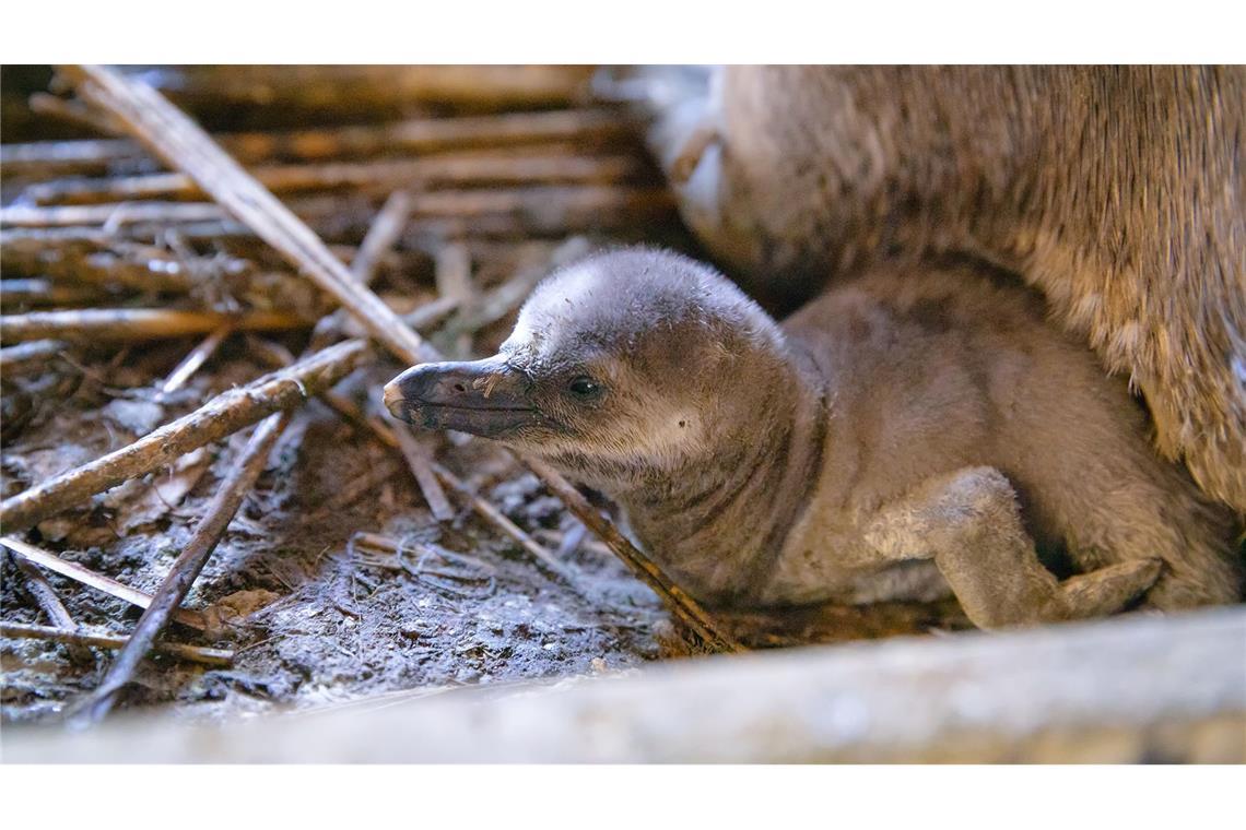 Mehrere Pinguinküken in Stralsund auf die Welt gekommen Besucher sollen den Nachwuchs voraussichtlich im Sommer sehen können.