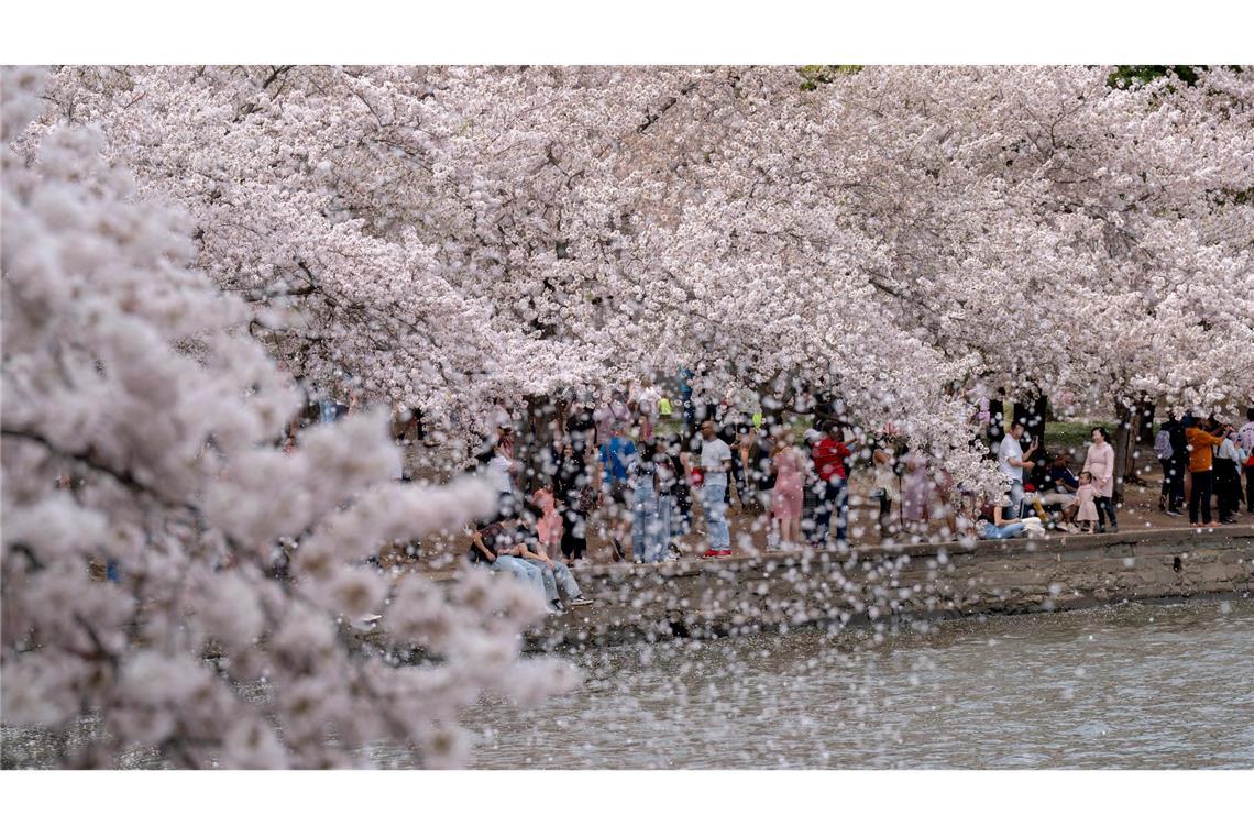 Bilder des Tages Besucher spazieren am Tidal Basin in Washington, während die Kirschbäume in voller Blüte stehen.
