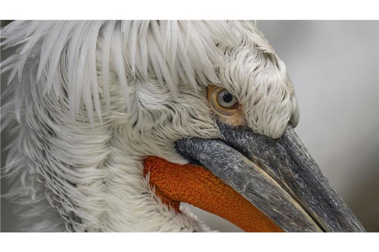 Betroffen ist bisher ein toter Krauskopfpelikan. (Symbolbild)