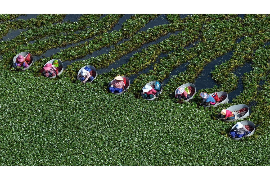Bewohner von Huaian ernten in der ostchinesischen Provinz Jiangsu Wasserkastanien.