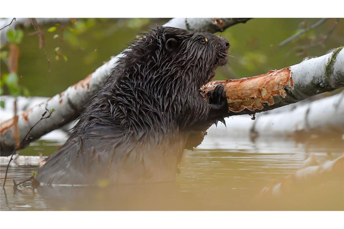 Biberdämme und Termitenhügel: Tiere gestalten die Erde mit Biber können gewaltig zur Landschaftsgestaltung beitragen. (Archivbild)