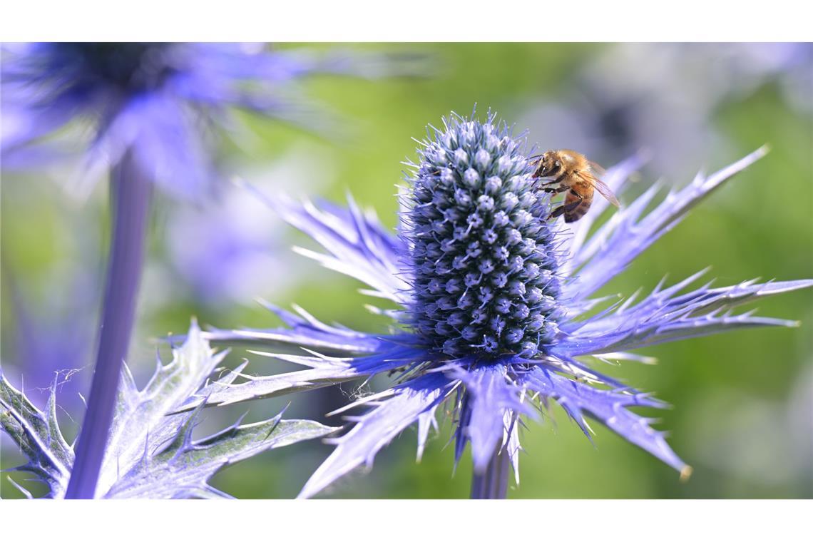 Bilder des Tages