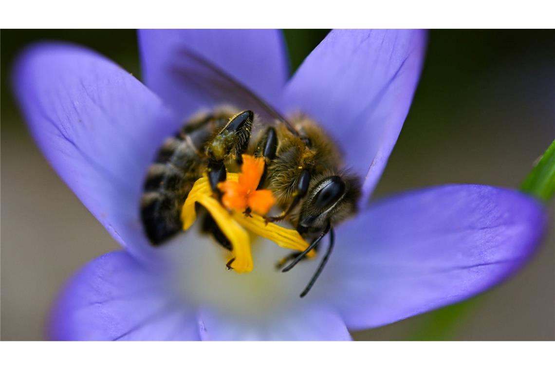 Bilder des Tages Biene in Krokus