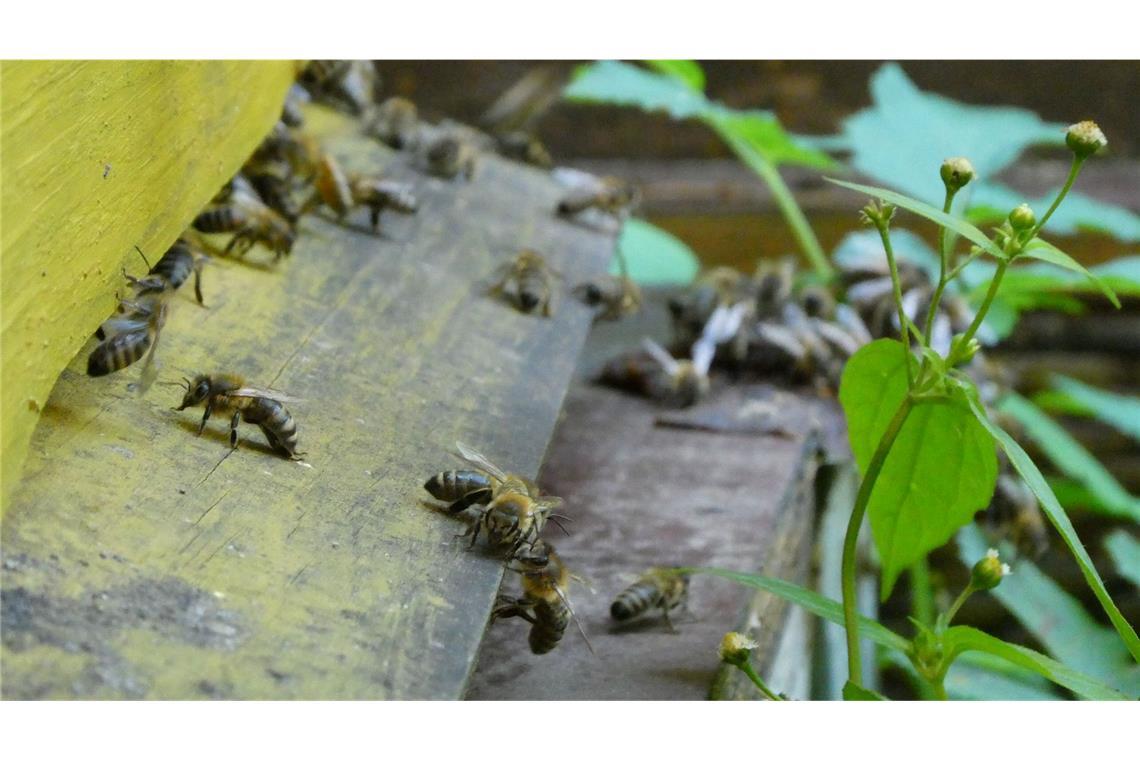 Bienen bringen Pollen in den Bienenstock. (Archivbild)